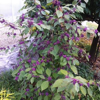 Callicarpa dichotoma - 'Early Amethyst' Beautyberry
