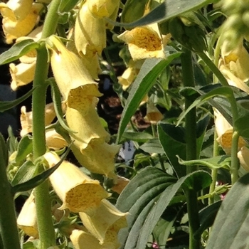 Digitalis grandiflora - Foxglove