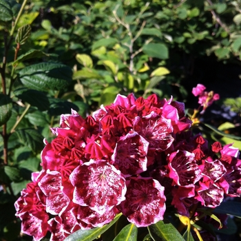 Kalmia latifolia - 'Kaleidoscope' Kaleidoscope Mountain Laurel