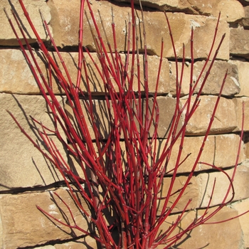 Cornus amomum - 'Cayenne' Dogwood