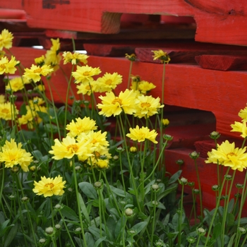 Coreopsis grandiflora - 'Solar Ice' Tickseed