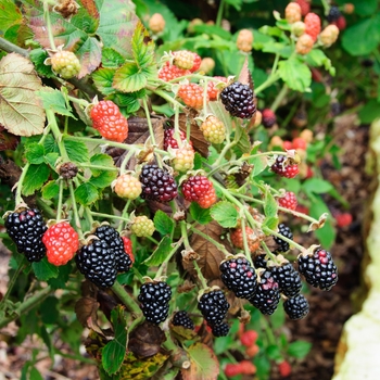 Rubus - 'Prime-Jan®' Blackberry