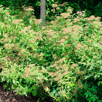 Spiraea japonica 'Shirobana' - 'Shirobana' Spirea