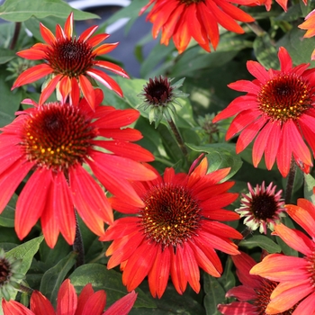 Echinacea (Coneflower) - Sombrero® 'Sangrita'