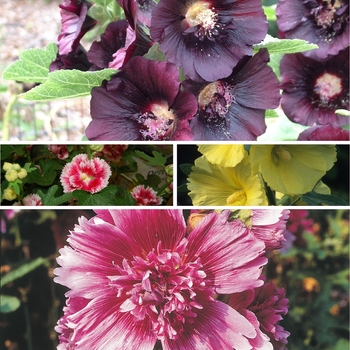 Alcea - 'Multiple Varieties' Hollyhock