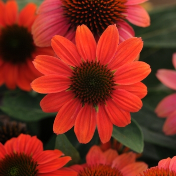 Echinacea purpurea (Coneflower) - Sombrero Poco™ 'Hot Coral'