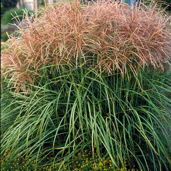 Miscanthus sinensis - 'Huron Sunrise' Maiden Grass