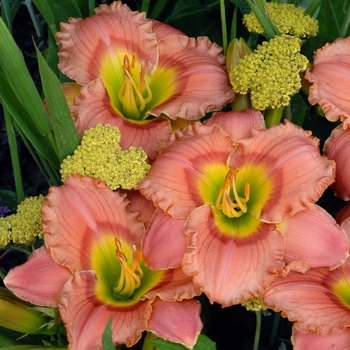 Hemerocallis - 'Elegant Candy' Daylily