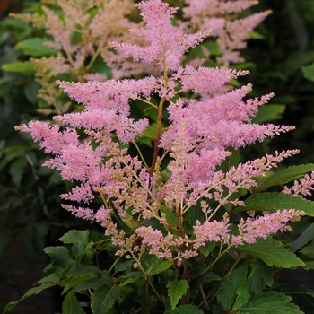 Astilbe japonica (False Spirea) - Younique™ Silvery Pink