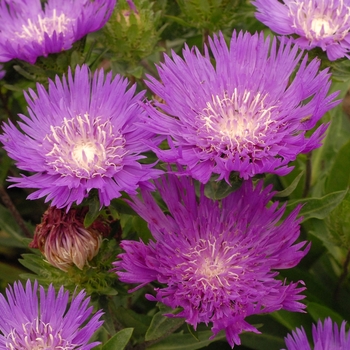 Stokesia laevis - 'Honeysong Purple' Stokes' Aster