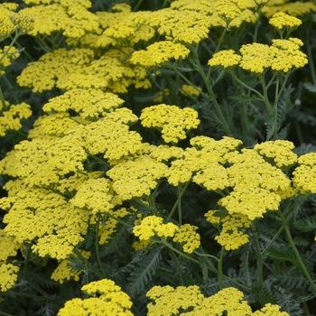 Achillea millefolium - 'Sassy Summer Lemon' Yarrow