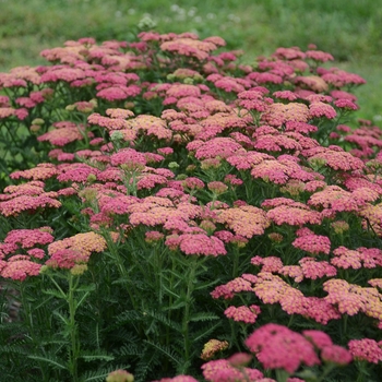 Achillea millefolium - 'Sassy Summer Taffy' Yarrow