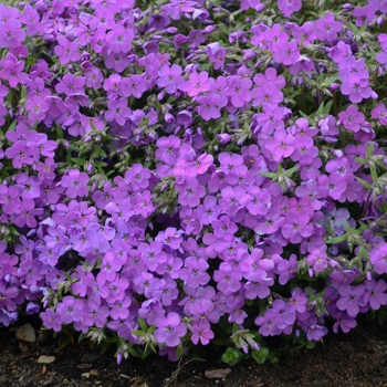 Phlox - 'Purple Sprite' Creeping Phlox