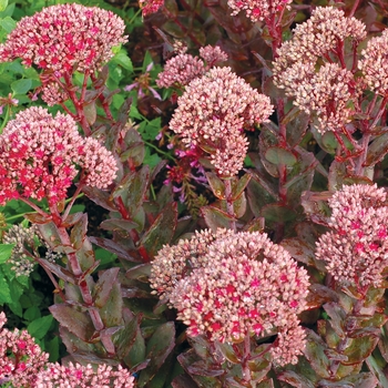 Sedum - 'Thunderhead' Stonecrop