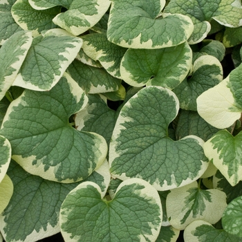 Brunnera macrophylla - 'Variegata' Siberian Bugloss