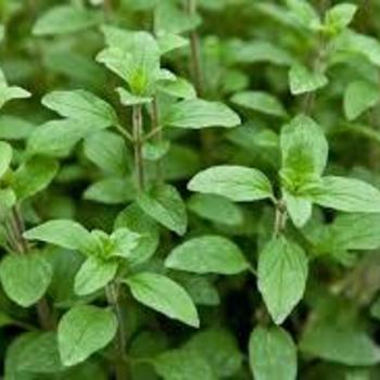 Oregano - Origanum vulgare