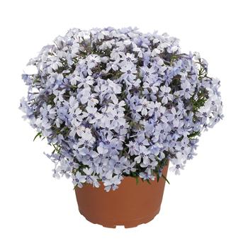 Phlox subulata - 'Spring Blue' Moss Phlox