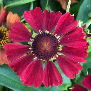 Helenium autumnale - Sneezeweed