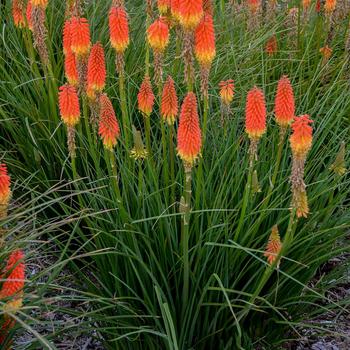 Kniphofia - 'Jackpot' Red Hot Poker