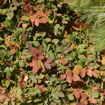 Mahonia repens - Creeping Mahonia