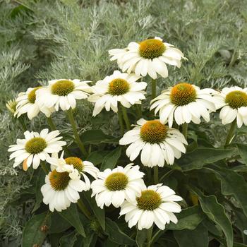 Echinacea (Coneflower) - Color Coded™ 'The Price is White'