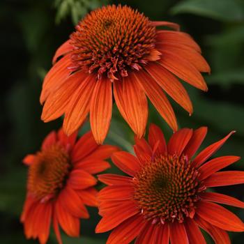 Echinacea (Coneflower) - Sombrero® 'Fiesta Orange'