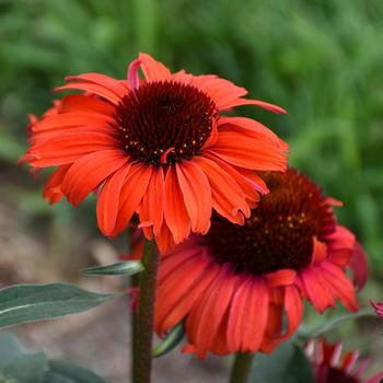 Echinacea (Coneflower) - Eye-Catcher™ 'Tanager'