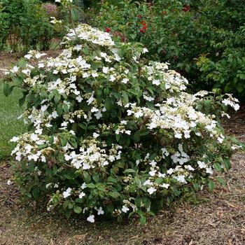 Viburnum plicatum var. tomentosum - 'Steady Eddy®' Doublefile Viburnum