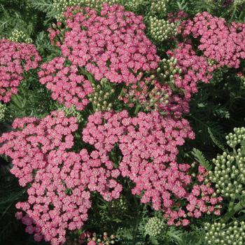 Achillea millefolium (Yarrow) - Tutti Frutti™ 'Pink Grapefruit'