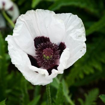 Papaver orientale - 'Royal Wedding' Oriental Poppy