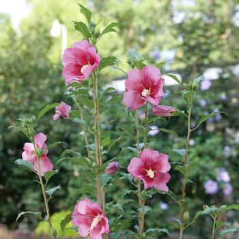 Hibiscus syriacus - Red Pillar® Rose of Sharon