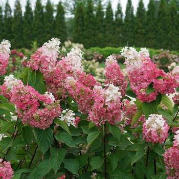 Hydrangea paniculata - Pinky Winky Prime® Panicle Hydrangea