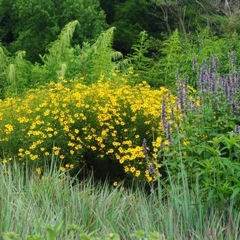 Coreopsis - 'Gilded Lace' Tickseed