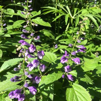 Scutellaria - 'Appalachian Blues' Skullcap