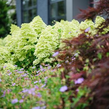 Hydrangea paniculata - Magical® 'Lime Sparkle' Hydrangea paniculata - Magical® 'Lime Sparkle'