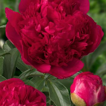 Paeonia 'Command Performance' - 'Command Performance' Peony