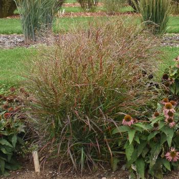 Panicum virgatum - 'Red Flame' Switch Grass