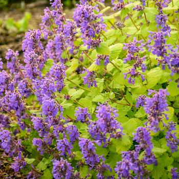 Nepeta x faassenii - 'Chartreuse on the Loose' Catmint