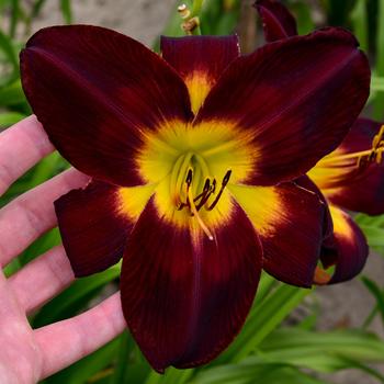 Hemerocallis (Daylily) - Rainbow Rhythm® 'Persian Ruby'