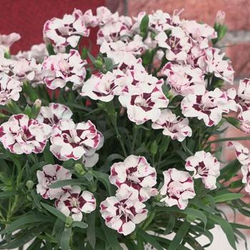 Dianthus - Everlast™ Cherry Swirl