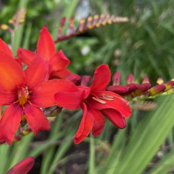 Crocosmia - 'Diablito' Montbretia