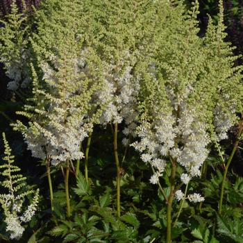 Astilbe chinensis - 'Visions in White' False Spirea