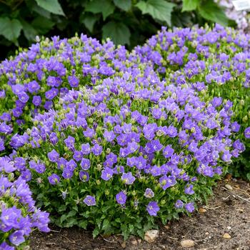 Campanula carpatica (Carpathian Bellflower) - Mini Marvels™ 'Midnight