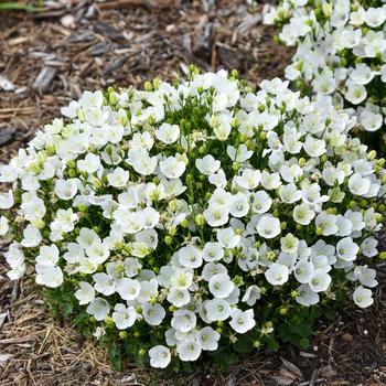 Campanula carpatica (Carpathian Bellflower) - Mini Marvels™ 'Starbright