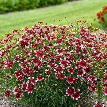 Coreopsis verticillata (Threadleaf Coreopsis) - Designer Threads™ 'Heartstrings'