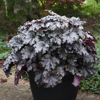 Heuchera (Coral Bells) - Dressed Up™ 'Prom Dress'