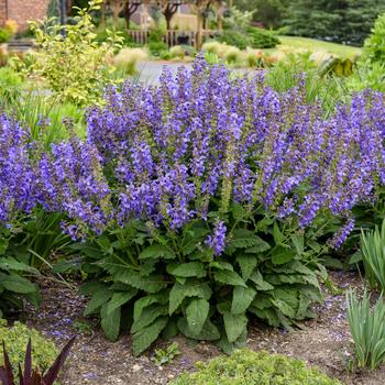 Salvia - Living Large™ 'Big Sky'