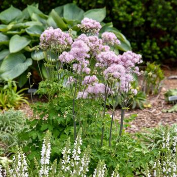 Thalictrum - 'Cotton Candy' Meadow Rue