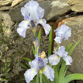 Iris Germanica - Pale Blue Bearded Iris