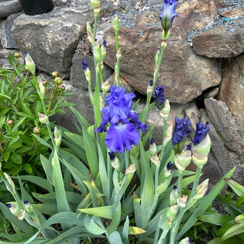 Iris Germanica - Ninz True Blue Bearded Iris